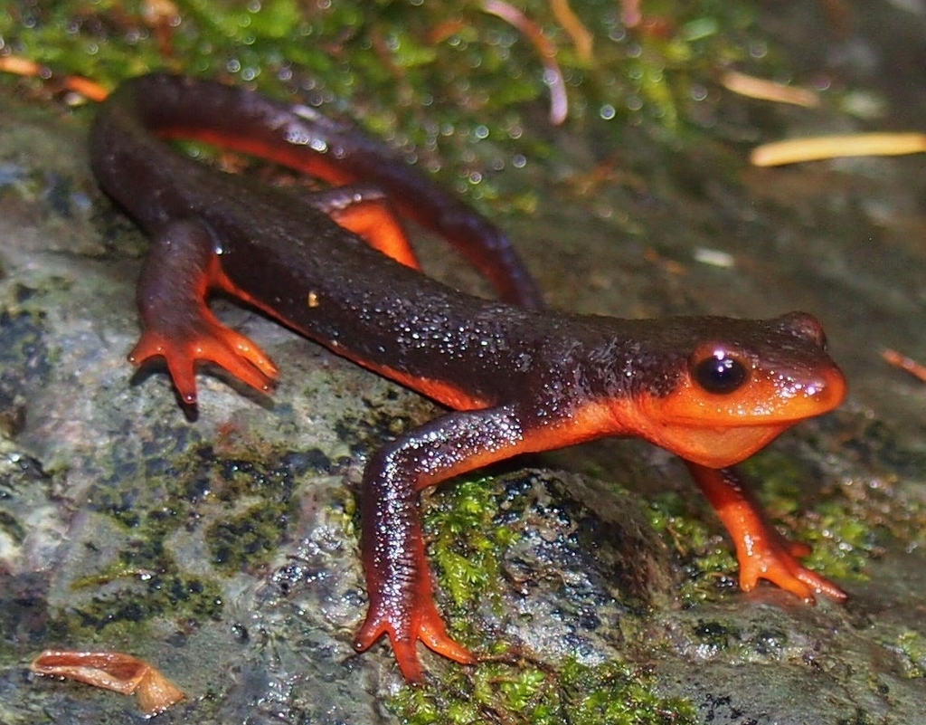 Pacific Newts