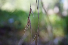 Bromus sitchensis
