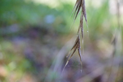 Bromus sitchensis
