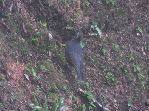 Siberian Thrush (Geokichla sibirica), photo 8