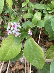 Pseuderanthemum carruthersii