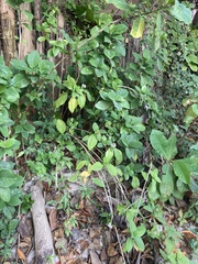 Pseuderanthemum carruthersii
