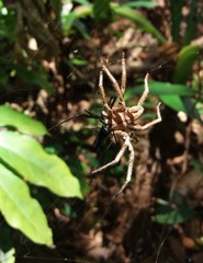 Nephila pilipes