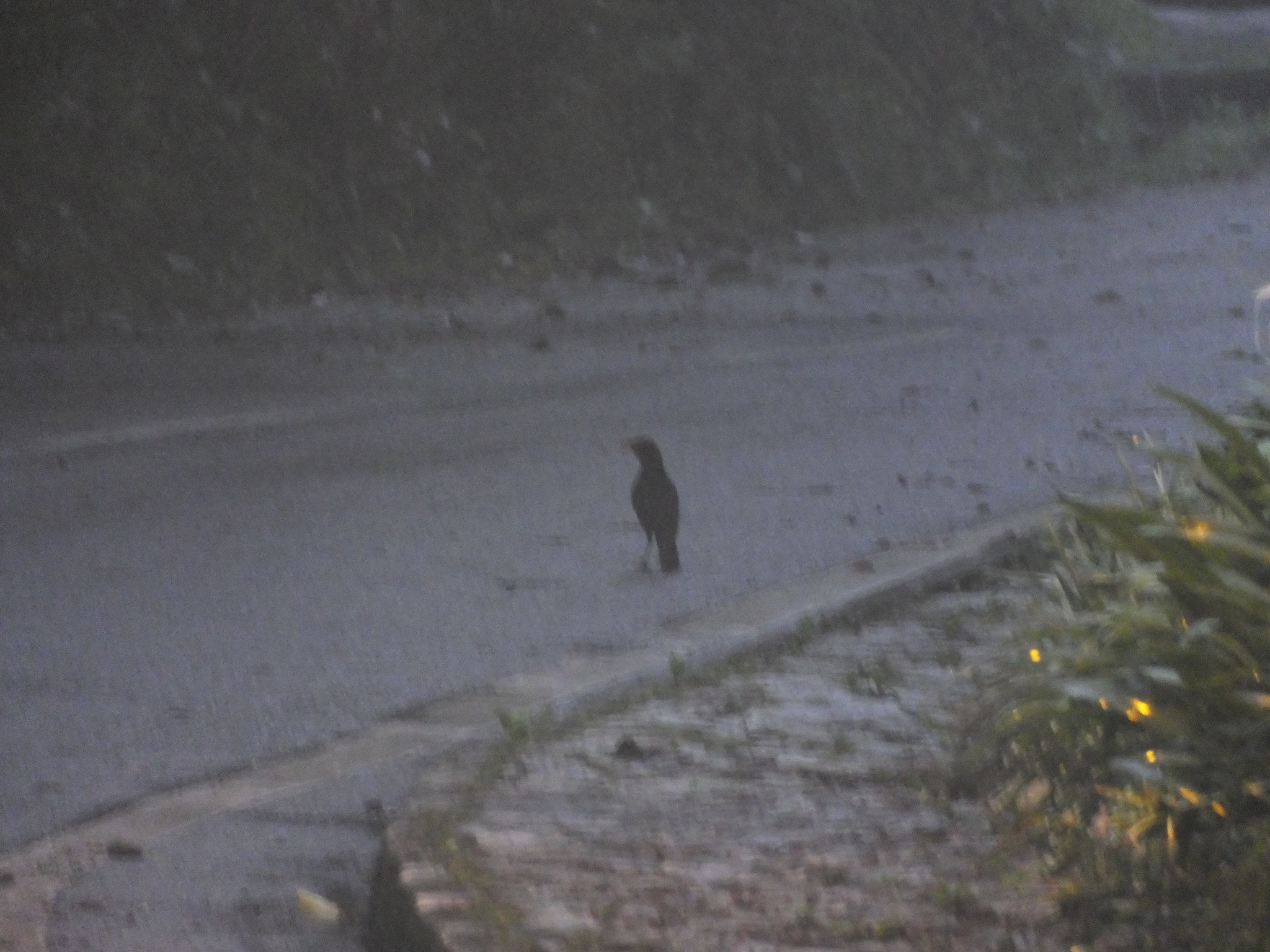 Malayan Whistling Thrush (Myophonus robinsoni), photo 4