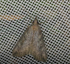 Hypena humuli