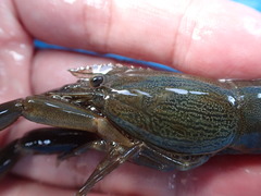 Macrobrachium japonicum