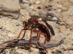 Callinicus calcaneus