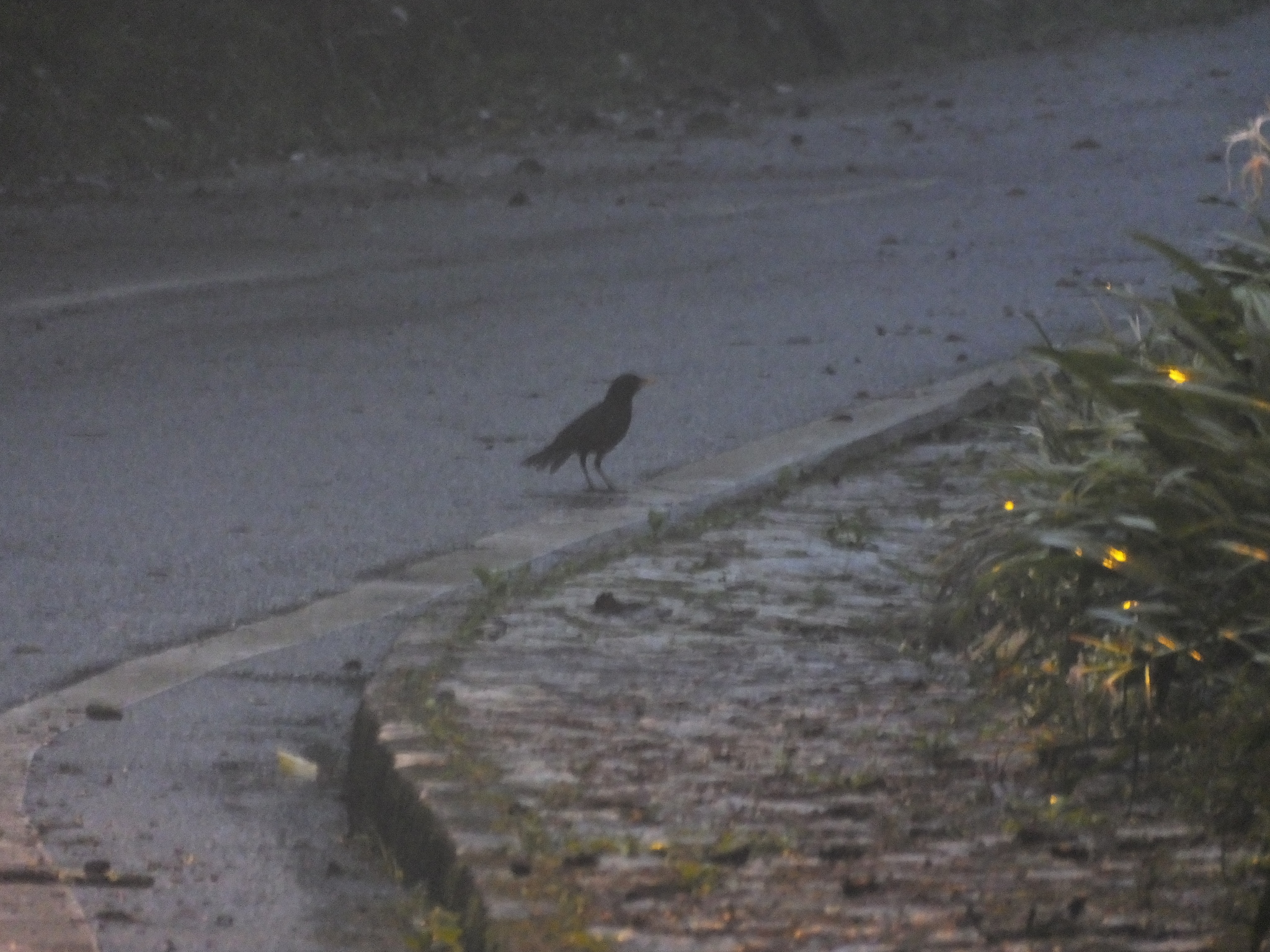 Malayan Whistling Thrush (Myophonus robinsoni), photo 5
