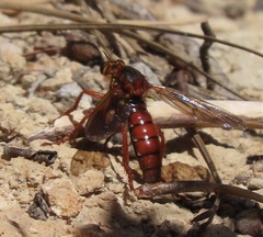 Callinicus calcaneus