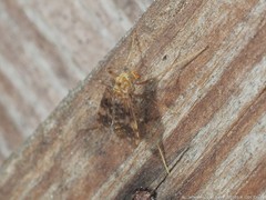 Psectrotanypus dyari