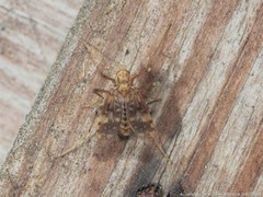 Psectrotanypus dyari