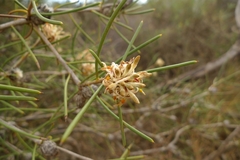 Petrophile brevifolia
