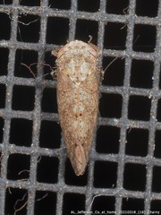 Paraphlepsius rileyi