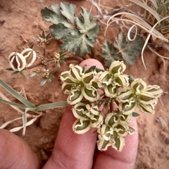 Cymopterus newberryi