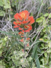Castilleja latifolia