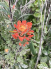 Castilleja latifolia