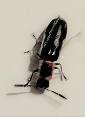 Monophylla terminata