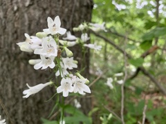 Penstemon tenuiflorus