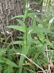 Penstemon tenuiflorus