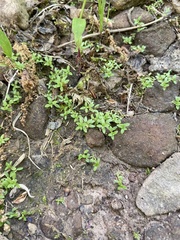 Callitriche terrestris