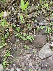 Callitriche terrestris