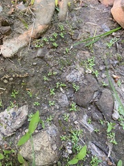 Callitriche terrestris