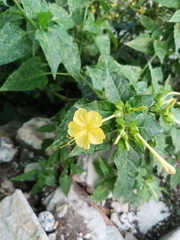 Mirabilis jalapa