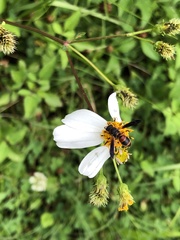 Pachodynerus erynnis