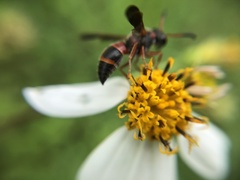 Pachodynerus erynnis