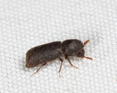 Prostephanus punctatus