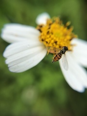 Toxomerus marginatus