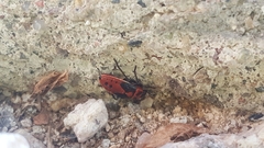Lygaeus kalmii