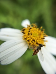 Toxomerus marginatus