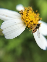 Toxomerus marginatus