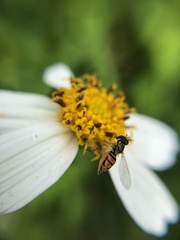 Toxomerus marginatus