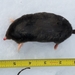 Hairy-tailed Mole - Photo (c) Sarah Webb, some rights reserved (CC BY-NC-ND), uploaded by Sarah Webb