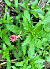 Oenothera rosea