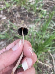 Mycena polygramma
