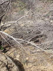 Calochortus splendens