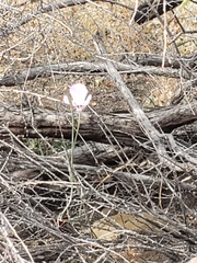 Calochortus splendens