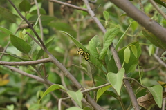Baeotis zonata zonata