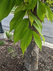 Zelkova