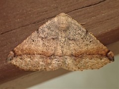 Prochoerodes forficaria