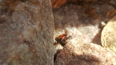 Lygaeus kalmii