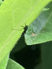 Lachnus tropicalis