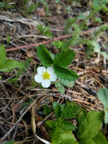 Fragaria virginiana