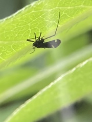 Lachnus tropicalis