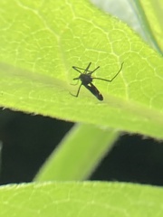 Lachnus tropicalis