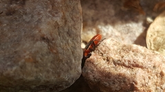 Lygaeus kalmii
