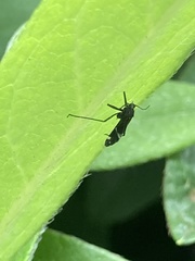 Lachnus tropicalis